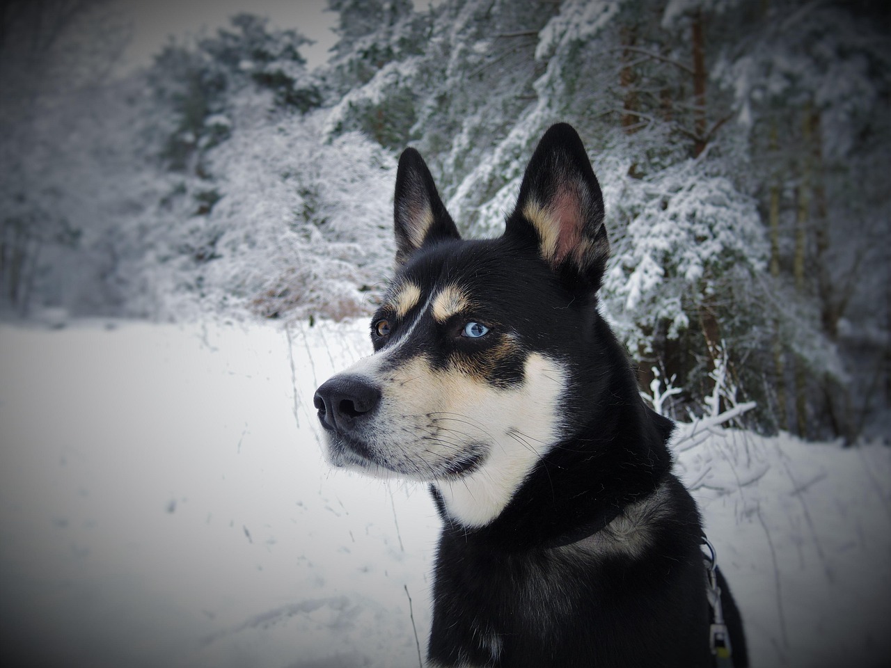The Ethics of Wildness: Writing Predation Without Glorifying or Sanitizing It