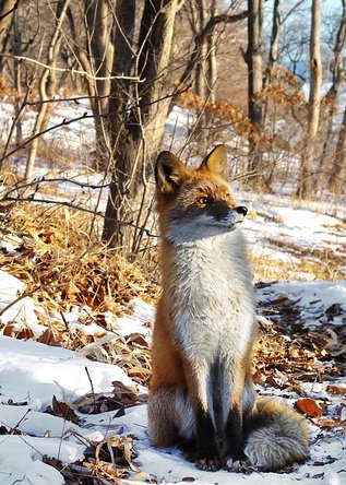 flicker