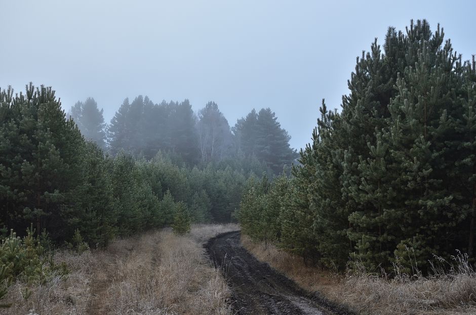 Writing the Forest That Exists Only in Your Mind